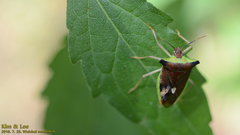 Okeanos quelpartensis