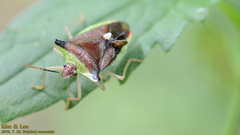 Okeanos quelpartensis