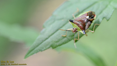 Okeanos quelpartensis