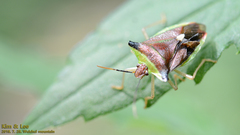 Okeanos quelpartensis