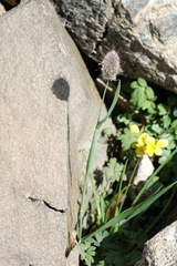Alopecurus glacialis