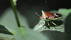 Okeanos quelpartensis