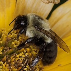Bombus impatiens