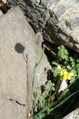 Alopecurus glacialis