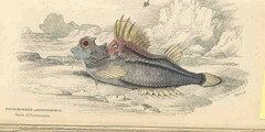 Fourhorn Poacher photo 2