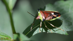 Okeanos quelpartensis