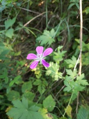 Geranium palustre