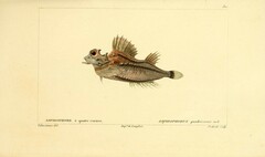 Fourhorn Poacher photo 3