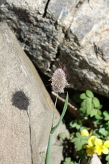 Alopecurus glacialis