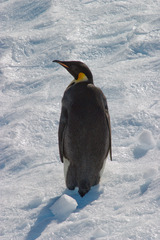 Aptenodytes forsteri