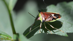Okeanos quelpartensis