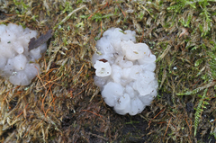 Exidia thuretiana