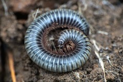 Acanthoiulus fuscipes