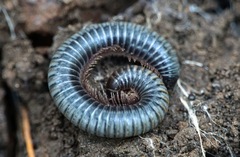 Acanthoiulus fuscipes