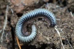 Acanthoiulus fuscipes