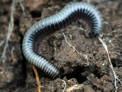 Acanthoiulus fuscipes