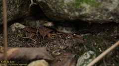 Gloydius ussuriensis