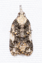 Platynota exasperatana