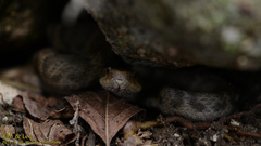 Gloydius ussuriensis