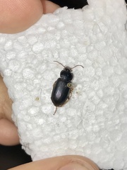 Anisodactylus verticalis