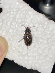 Anisodactylus verticalis