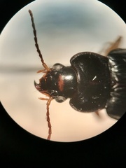 Anisodactylus verticalis