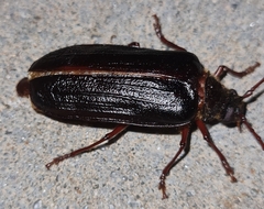 Tragosoma depsarium