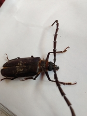 Derobrachus procerus