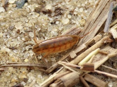 Speziorchestia grillus