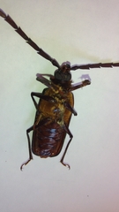 Derobrachus procerus