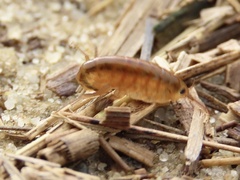 Speziorchestia grillus