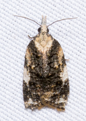 Platynota exasperatana