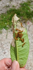 Syntomeida epilais
