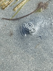 Abarenicola pacifica