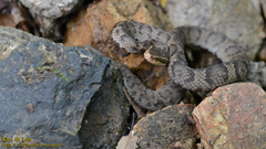 Gloydius ussuriensis