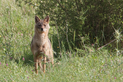 Canis aureus syriacus