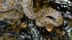 Gloydius ussuriensis