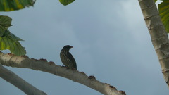 Dulus dominicus