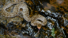 Gloydius ussuriensis