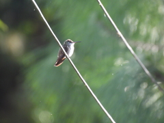 Saucerottia cyanocephala