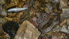 Gloydius ussuriensis