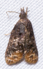 Platynota flavedana