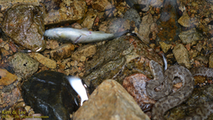 Gloydius ussuriensis