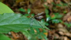 Hypolestes hatuey
