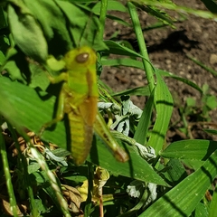 Melanoplus bivittatus