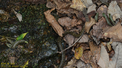 Gloydius ussuriensis