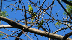 Psittacara chloropterus