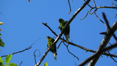 Psittacara chloropterus