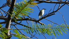 Phaenicophilus palmarum