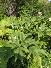 Angelica ursina